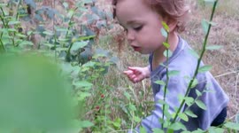 Mama and Toddler Forage Huckleberries Together