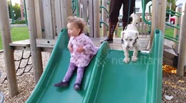 Short Video of Toddler and Small Dog Going Down Slides Together