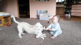 First Time Baby Plays Tug-o-War with Dog