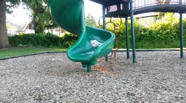 Dog Goes Down Slide with 2-Year-Old Kid