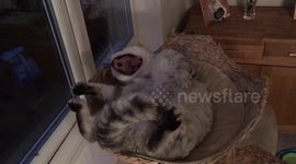 Lazy cat luxuriating in his basket