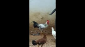 Rooster attacks young cobra and swallows it in minutes