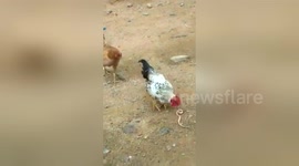 Rooster attacks and eats a cobra