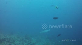 Swimming With SHARKS! CLOSE UP!