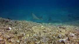 Large Manta Ray Swimming Powerfully Through Water