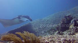LARGE MANTA RAY From Below Caught On Camera!!