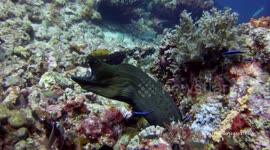 Large Moray eel showing off its jaws and power in the big ocean
