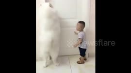Too cute - fluffy dog opens door for sad boy
