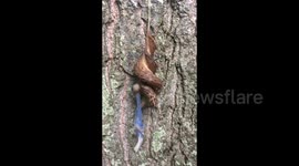 Leopard slugs perform bizarre mating ritual