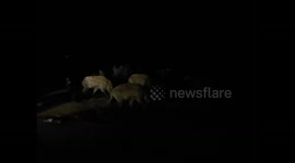 Ethiopia. Harar. Selfie con hienas. Selfie feeding hyenas. 2016