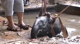 Escaped tapir rescued after getting stuck in pond