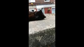 Cat wants more petting
