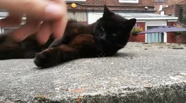 Cat hugging