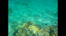 Jordania. Jordan. Aqaba. Red sea. Mar rojo. Snorkel coral and fishes. Vídeo submarino. 2016 (2)