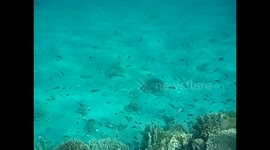 Jordania. Jordan. Aqaba. Red sea. Mar rojo. Snorkel coral and fishes. Vídeo submarino. 2016 (3)
