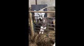 Goat tries to eat phone
