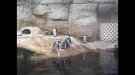 Kuwait. Scientific centre. Aquarium. 2016 (4) Penguins, happy feet, pingüinos