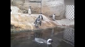 Kuwait. Scientific centre. Aquarium. 2016 (5) Penguins running. Happy feet. Pingüinos corriendo