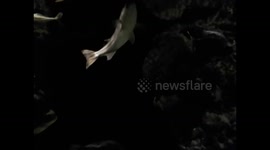 Kuwait. Scientific centre. Aquarium. 2016 (6) Fishes swimming, peces nadando