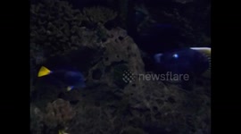 Kuwait. Scientific centre. Aquarium. 2016 (7) Coral and fishes. Coral y peces