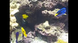 Kuwait. Scientific centre. Aquarium. 2016 (10) Tropical fishes. Peces tropicales de colores