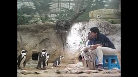 Kuwait. Scientific centre. Aquarium. 2016 (12) Feeding penguins. Dando de comer a los pingüinos