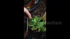 Guy scares his girlfriend with a flytrap