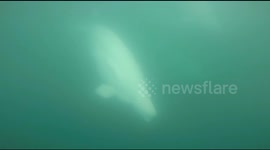 Kayakers have amazing encounter with beluga whales in Norway