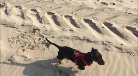 Dachshund exploring the beach for the first time