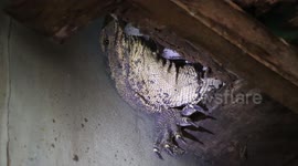 Huge monitor lizard caught after attacking a pet dog