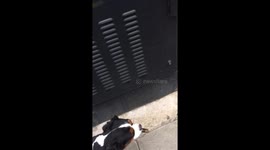 Dog running with a stick in his mouth