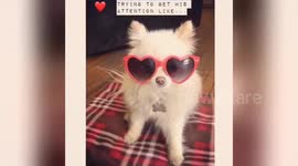 Newsflare Edit - Puppy love
