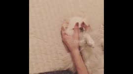Dog massage