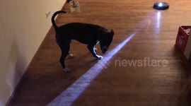 Roomba vs dog vs flashlight