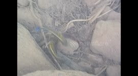 Malawi. Nkhata Bay. Malawi lake (1) Underwater video, fishes biting tail. 2016