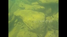 Malawi. Nkhata Bay. Malawi lake (3) Underwater video, snorkel, Fishes. 2016