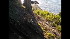 Malawi. Nkhata Bay. Malawi lake (5) Mayoka Village. Monkeys. Rodeado de monos. 2016