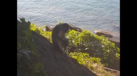 Malawi. Nkhata Bay. Malawi lake (6) Mayoka village. Mono comiendo. Monkey eating. 2016