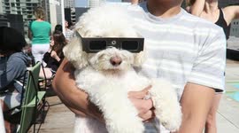 Dog Wears Eclipse Sunglasses to Watch Solar Eclipse on Downtown Los Angeles Rooftop