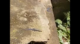 Malawi. Nkhata Bay. Malawi lake (13) Blue tail lizards concentration. 2016