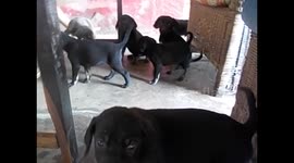 Malawi. Nkhata Bay. Malawi lake (14) 6 Dog puppies growling to a big one. 2016