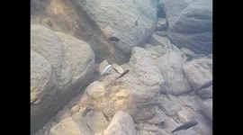 Malawi. Nkhata Bay. Malawi lake (20) Underwater video colorful fishes. 2016