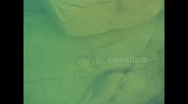 Malawi. Nkhata Bay. Malawi lake (21) Underwater video, colorful fishes. 2016