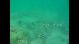 Mozambique. Bazaruto. Isla Magaruque (5) Underwater video , snorkel. Tropical colorful fishes. 2016