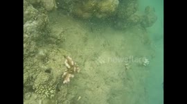 Mozambique. Bazaruto. Isla Magaruque (6) Underwater video , snorkel. Tropical colorful fishes. 2016
