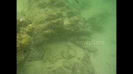 Mozambique. Bazaruto. Isla Magaruque (7) Underwater video , snorkel. Tropical colorful fishes. 2016