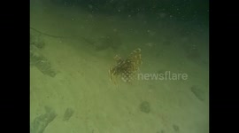 Mozambique. Bazaruto. Isla Magaruque (8) Underwater video , snorkel. Tropical colorful fishes. Lion fish. 2016