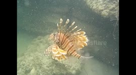 Mozambique. Bazaruto. Isla Magaruque (9) Underwater video , snorkel. Tropical colorful fishes. Lion fish. 2016