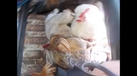 Mozambique. De Isla de Mozambique a Nampula. Trip in chapa with chickens. 2016