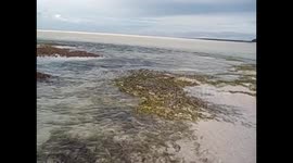 Mozambique. Vilanculos (1) Fishes jumping with low tide. 2016